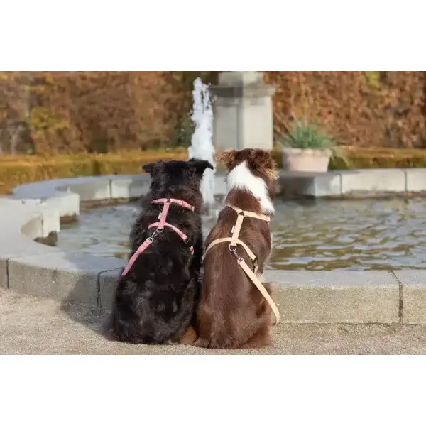 Harnais pour chien – BREEZE