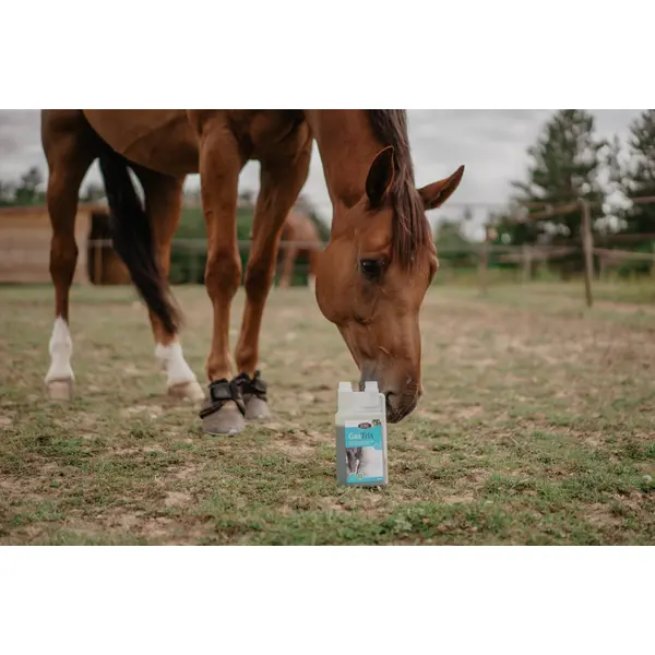 GASTRIX – Soutien de la muqueuse gastrique – HORSE MASTER