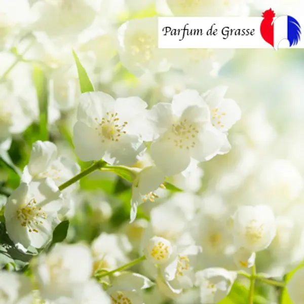 JASMIN