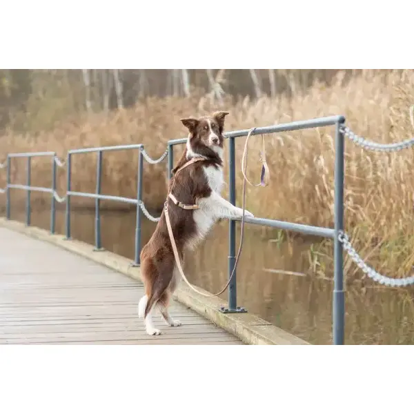 Harnais pour chien – BREEZE