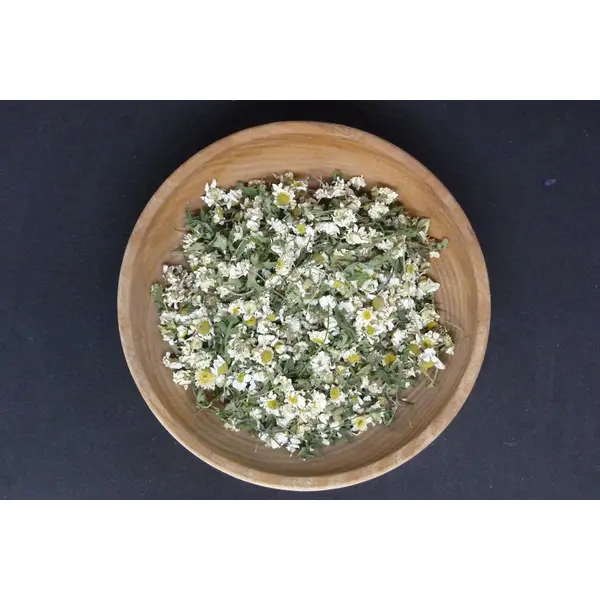Grande Camomille bio et Demeter – Tanacetum parthenium
